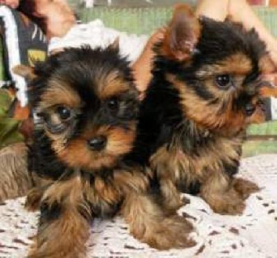 Masculino e Feminino Presente Mini Filhotes Yorkshire Terrier