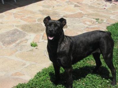 Vende-se Filas de São Miguel filhos de multi-campeões