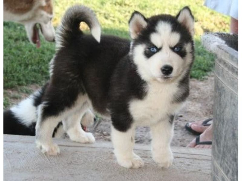 Venda de husky siberiano lindos olhos cor de gelo