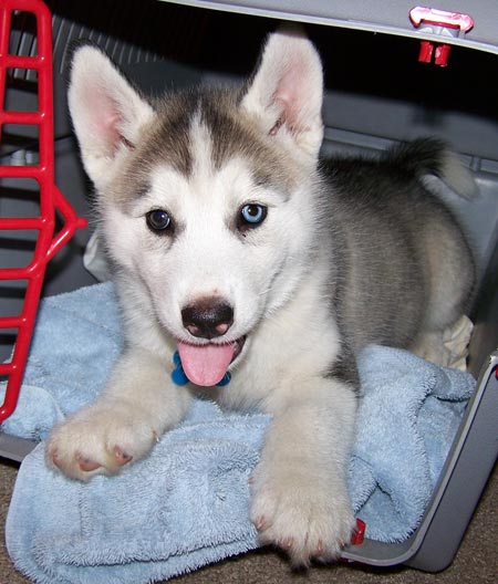 Husky siberiano filhotes