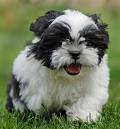 adorable encantadora shih tzu filhotes para adoção 