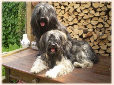 Dom Gos Atura Catala filhotes para ex-massa.....