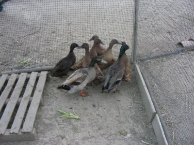 ovos de galinhas brahmas