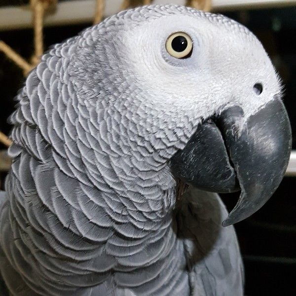 Papagaios de bebê e ovos de papagaio