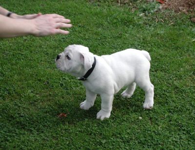 Dois filhotes de cachorro bulldog Inglês precisa urgentemente de um novo lar.