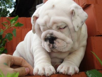 Bulldog cachorros