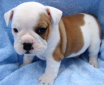 Excepcional AKC Inglês bulldogs com pedigree excelente