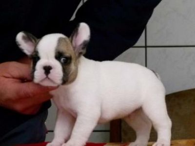 Filhotes de bulldog francês dom para ex-misa...