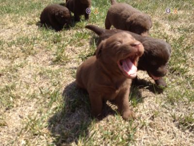 labradores exelentes -- 967888237