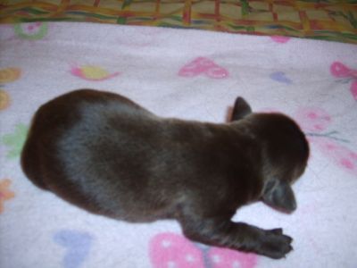 Labrador Retriever - cor castanha