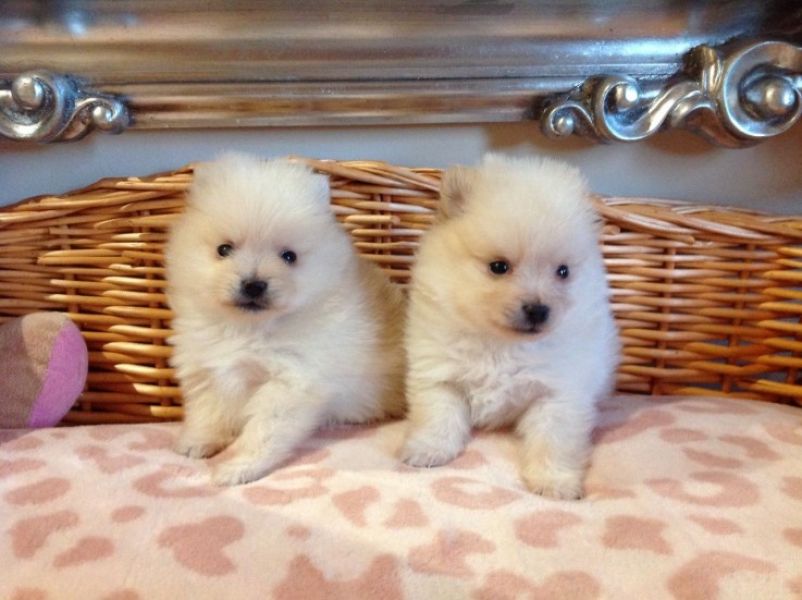 Linda xícara de chá branco filhotes de Pomerânia Filhotes de cachorro lindos machos e fêmeas da Pome