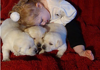 Amarelo Vermelho Labrador-Retriever