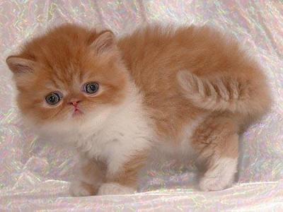 Gatinhos persa um macho e fêmea para adoção a qualquer pessoa amar e cuidar de forma gratuita. Eles 