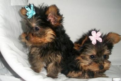 Filhotes de Yorkshire Terrier, Feminino e Masculino 