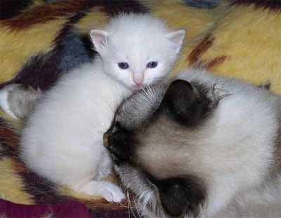 Gatinhos Birman masculino e feminino Eles são bem treinados, em todos os seus tiros, acaba de recebe