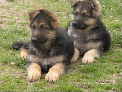 pastores alemaes -- pediggre - 967888237