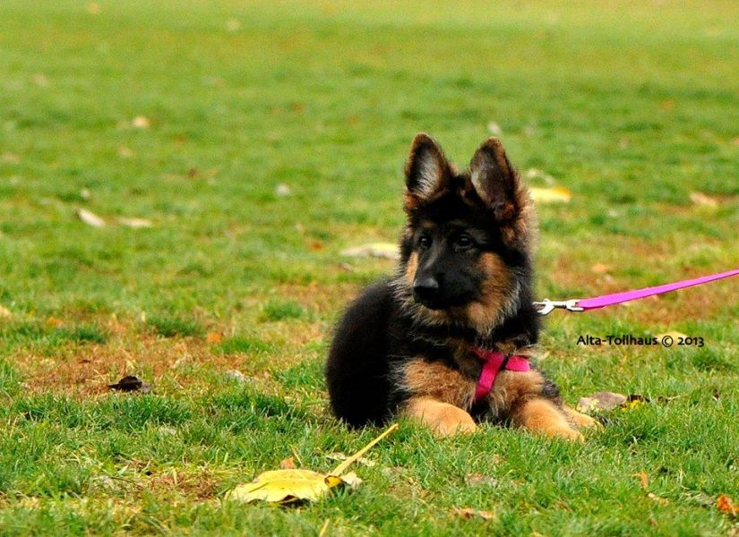 Pastores alemaes de qualidade  com pediggre 