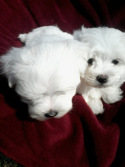 Vendo lindos filhotes de Yorkshire Mini Terrier 