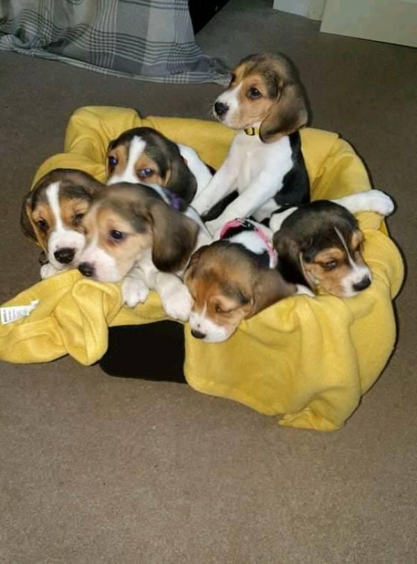 Beagle Puppies