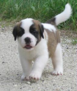 Filhotes de Saint Bernard