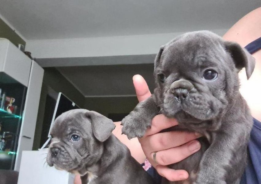 Dois lindos filhotes de cachorro AKC Pug de qualidade