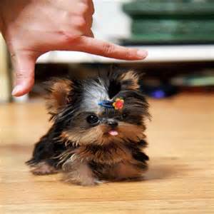 Filhotes de Yorkshire Terrier surpreendentes!