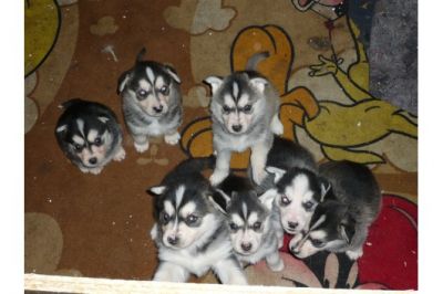 Filhotes Husky Siberiano para Xmas Disponível