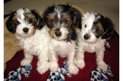 Filhotes de Rottweiler para adopção.