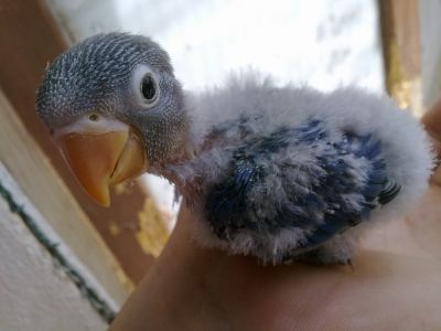 Agapórnis bébés para acabar de criar a mão