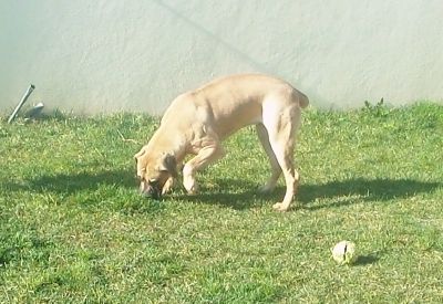 Boerboel