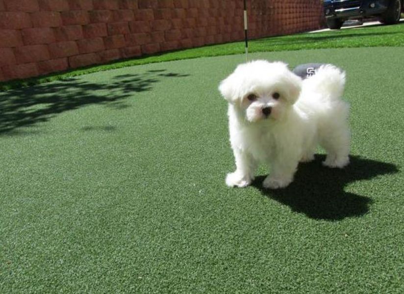 14 semanas velho macho & fêmea Maltês cachorros para uma nova casa