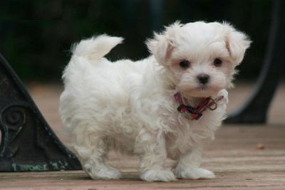  cuidar maltês cachorros