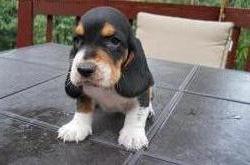 Lindos de Basset Hound  C/LOP
