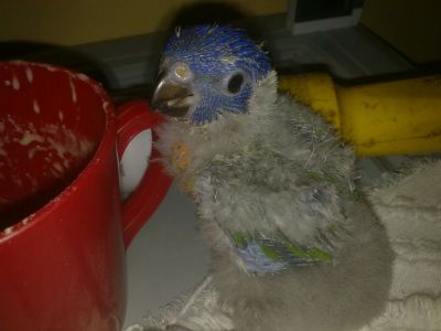 Loris Molucanos para acabar de criar a mão