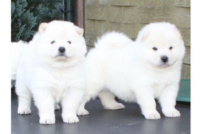 Filhotes chow chow para adopção