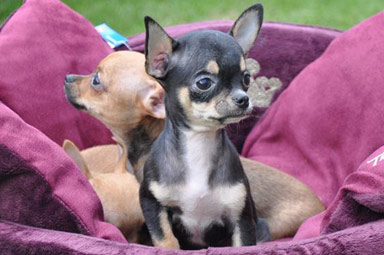 bem domado filhotes chihuahua