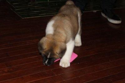 filhotes de akita para adoção.