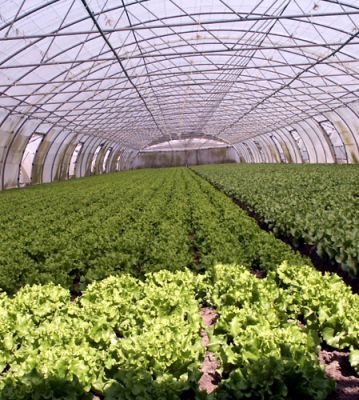 MIRTIBÉRICA – Plantas de Frutos Silvestres, Estufas Agrícolas/Garden Centers, Sistemas de Rega.