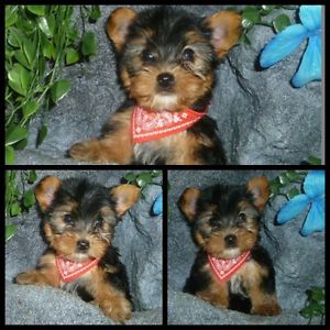 Yorkshire macho e fêmea minis