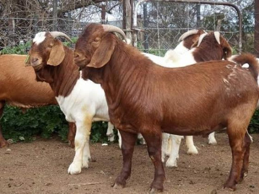 Cabras leiteiras vivas, vacas leiteiras vivas, ovelhas leiteiras vivas disponíveis