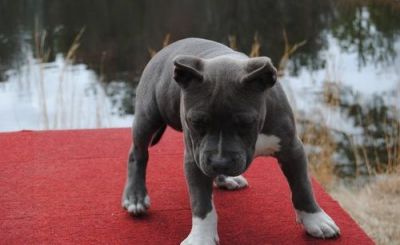 11 semanas de idade American Bully filhotes para adoção livre de contato para mais detalhes e fotos