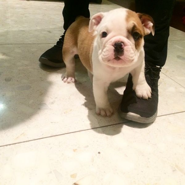 Lindos Buldogues Ingleses Registrados.