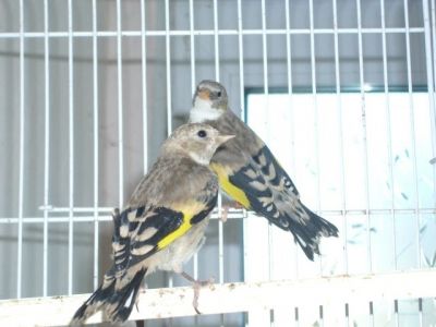 Pintassilgos, pintarroxos reais, e outras aves de fauna europeia registada ICN-B