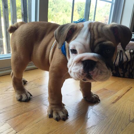 Filhotes de Bulldog Inglês preciosos