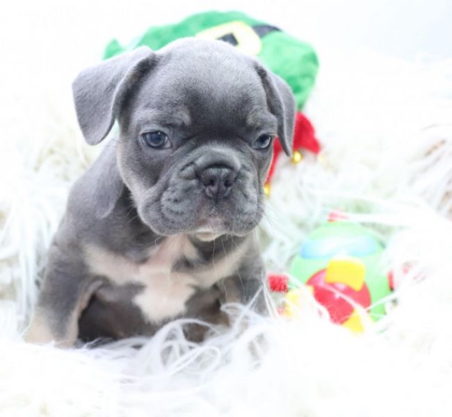 Filhotes de buldogue francês agora prontos