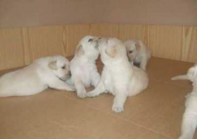 PRESENTE DE FILHOTES DE LABRADOR RETRIVER FAB