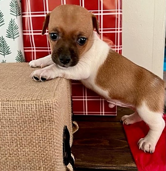 ##Filhotes Jack Russel disponíveis,