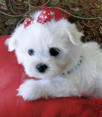 Filhotes de cachorro cute maltês para cuidar uma pessoa só.