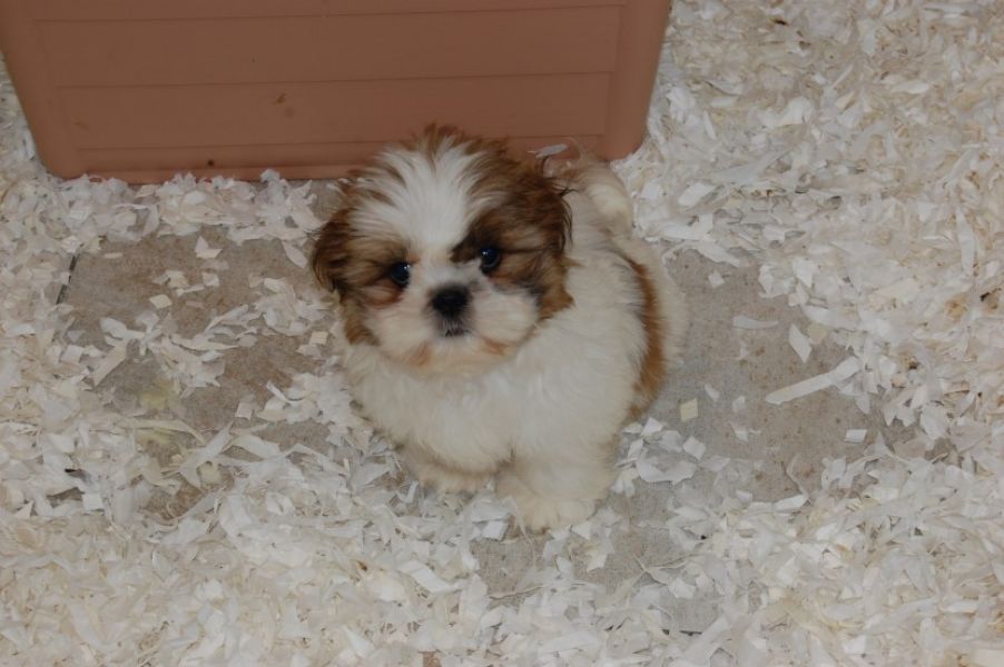 Temos dois lindos filhotes de Shih Tzu,