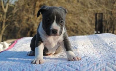 11 semanas de idade American Bully filhotes para adoção livre de contato para mais detalhes e fotos